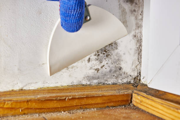 Best Air Quality Testing for Mold Spores  in Nevada, TX